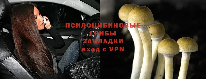 Псилоцибиновые грибы Psilocybe  Ишим 